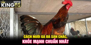 Cách Nuôi Gà Đá Săn Chắc, Khỏe Mạnh Chuẩn Nhất