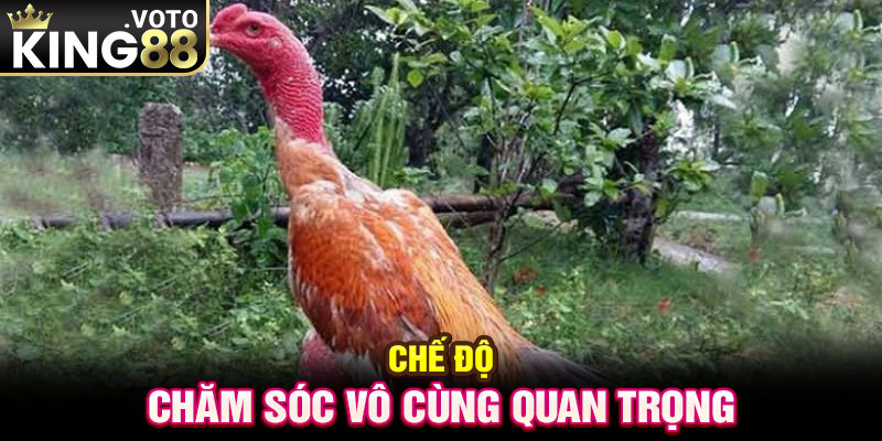 Chế độ chăm sóc vô cùng quan trọng