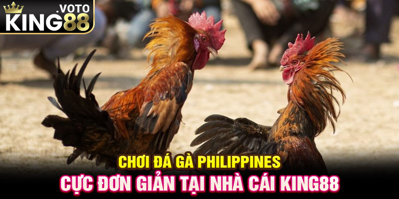 Chơi đá gà Philippines cực đơn giản tại nhà cái King88