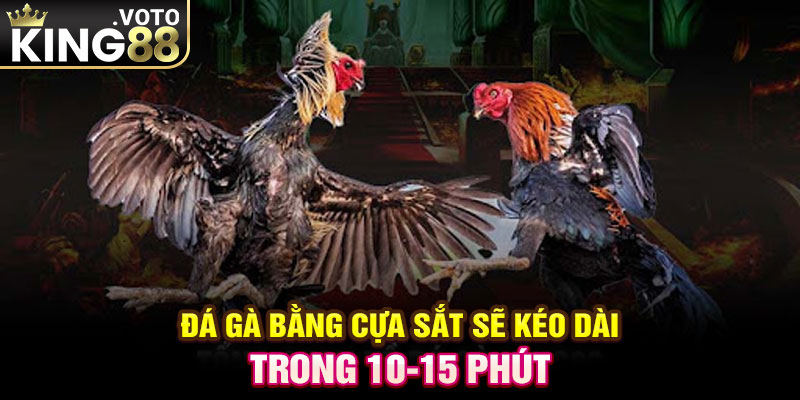 Đá gà cựa sắt sẽ kéo dài trong 10-15 phút