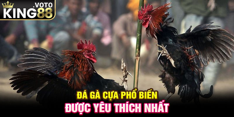 Đá gà cựa phổ biến được yêu thích nhất