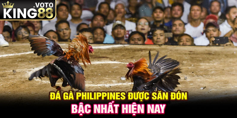 Đá gà Philippines được săn đón bậc nhất hiện nay