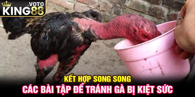 Kết hợp song song các bài tập để tránh gà bị kiệt sức