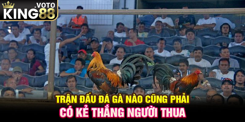 Trận đấu đá gà nào cũng phải có kẻ thắng người thua